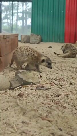 The video shows several meerkats in an enclosure with a sandy floor and a wooden structure on the left. The background features a green and red corrugated metal wall. One meerkat in the foreground is sniffing the ground, while another is visible behind it, also near the ground. Two more meerkats are in the middle ground, one of which is facing away from the camera. In the background, another meerkat is lying down. The overall environment appears to be an outdoor enclosure, possibly a zoo or wildlife park.