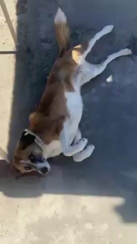The video shows a medium-sized dog with brown and white fur lying on a concrete surface. The dog is initially on its back with its legs in the air and then rolls over to its side. It then stands up and looks around. The surface appears to be outdoors with some stains or discoloration. There is a chair leg and a red object visible in the background. The lighting is bright.
