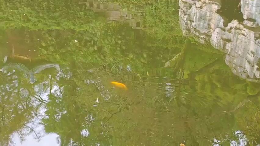 This video showcases a serene pond scene in a park or garden located in Yuzhong District, China. The most prominent subject is a single, bright yellow fish (likely a koi or goldfish) swimming gracefully in the greenish-tinted water. The water beautifully reflects the surrounding lush greenery, trees, and rock formations, creating a tranquil atmosphere.

As the camera pans out, more of the scenic environment becomes visible. The pond is bordered by intricate rock formations and traditional-style wooden bridges, one of which briefly shows a person walking on it. Further in the background, a traditional Chinese gazebo or pavilion with a green roof can be seen nestled amidst the dense foliage on a hill. Aquatic plants are scattered along the edges of the pond. The overall impression is one of peaceful natural beauty and traditional Chinese landscaping. The weather appears to be calm and bright, suggesting a pleasant daytime setting.