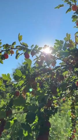 The video is a close-up shot of gooseberry bushes laden with ripe berries, bathed in bright sunlight. The sun is visible directly through the branches and leaves, creating a lens flare effect and casting shadows. The berries are predominantly red and yellow, hanging in clusters. The background shows green foliage and grass, suggesting an outdoor garden setting. The camera is static, and the scene is peaceful and natural. No people or animals are visible.