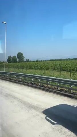 The video shows a view from a moving vehicle, likely a bus or car, looking out a window. The perspective is slightly angled, suggesting a forward motion. A bright blue sky dominates the upper portion of the frame, with a few faint white streaks that could be clouds or reflections on the window. In the foreground, a light-colored, dusty road or path is visible, with tire tracks or dirt markings. A metal guardrail runs horizontally across the middle ground, separating the road from a field. Beyond the guardrail, a green vineyard stretches across the landscape, with neat rows of vines supported by trellises. Several trees are scattered in the distance, some clustered together and others standing alone. A tall, white lamppost is prominently positioned to the left of the frame, its light fixture at the top. A few small, orange objects, possibly marker flags or fallen fruit, are visible in the vineyard. The overall scene depicts a rural landscape on a sunny day, possibly a highway or road passing through agricultural land.