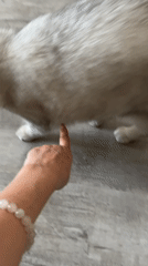 Indoor cat observed resting, being petted, exploring potted plant