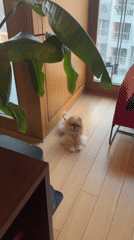 Pomeranian dog spotted indoors in Warsaw home setting
