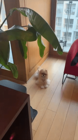 Pomeranian dog spotted indoors in Warsaw home setting