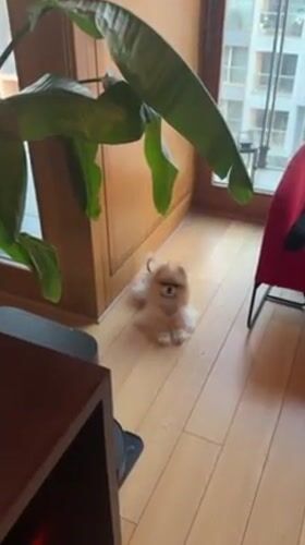 Pomeranian dog spotted indoors in Warsaw home setting