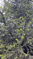 Conifer tree with new growth observed in Saint Petersburg