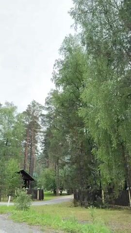 The video pans across a forested area with a gravel road in the foreground. Tall pine trees dominate the scene, interspersed with some deciduous trees. A small, dark red cabin with a porch is visible among the trees, along with a white utility pole. A blue sign with Russian text is posted by the roadside. The sky is overcast.