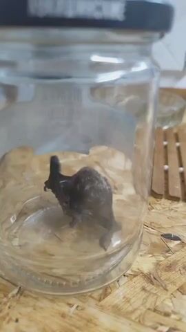 A small, dark-colored bat is inside a glass jar. The bat appears to be deceased and is lying on its back with its wings spread. The jar is sitting on a light-colored, textured surface that resembles wood. There is some bedding material, possibly dried leaves or straw, inside the jar with the bat. A black lid is on top of the jar. In the background, a wooden object with vertical slats is visible. The lighting is somewhat dim, and the focus is on the bat and the jar.