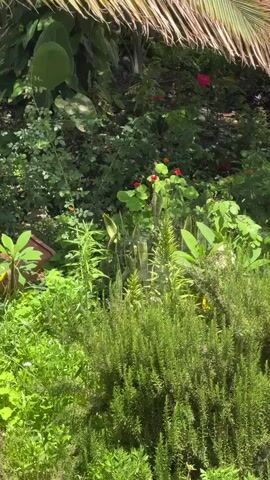 This media file captures a lush, green garden scene, likely in Fañabé, Spain, bathed in bright sunlight, suggesting it's daytime and the weather is fair. The foreground is dominated by a dense bed of rosemary, its fragrant foliage creating a textured, vibrant green carpet. Behind this, various plants create a layered effect. A tall, spiky green plant stands out, adding vertical interest. Scattered amongst the greenery are glimpses of flowers in shades of red, pink, and white, along with a single, delicate peach-colored rose. The presence of a small, orange butterfly flitting amongst the flowers adds a touch of life and movement.

The upper portion of the frame is partially obscured by the fronds of a palm tree, its dry, straw-colored leaves providing a natural border and hinting at a tropical or sub-tropical climate. In the background, the scene recedes into deeper shade, with larger, darker green leaves of possibly banana plants visible. The overall impression is one of a thriving, well-maintained garden, filled with a variety of plants and flowers, and a sense of natural beauty. There are no people or discernible objects beyond the plants and flowers. The atmosphere is peaceful and serene, with the sunlight dappling through the leaves creating a dynamic play of light and shadow.