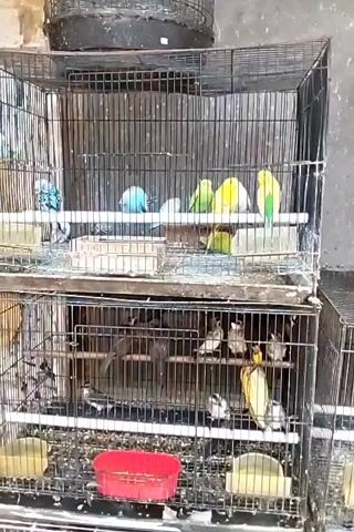 The video shows two stacked bird cages. The top cage contains several small birds, including blue, green, and yellow budgies. The bottom cage contains several larger, darker birds, as well as some smaller ones. In the bottom cage, a hand enters from the left and sprays a yellow substance from a tube into the cage. The bottom cage has a red plastic food dish and several yellow food dishes. The cages appear to be made of metal wire. The background is a blurry, light-colored wall.