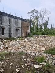Unripe mangoes gathered near a demolition site in rural Aceh