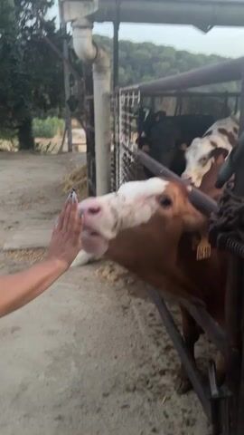This video shows a person's hand gently touching a brown and white cow's nose. The cow is leaning its head out of a metal enclosure. In the background, other cows are visible, some black and white, and some brown. The enclosure appears to be on a farm, with hay and a concrete or dirt ground visible. The interaction seems calm and friendly.