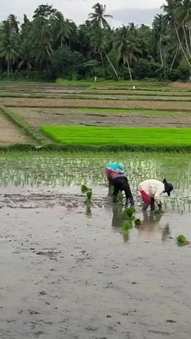 This vertical shot depicts an agricultural scene in Capa Paloh, Indonesia, focusing on several individuals engaged in planting rice seedlings in flooded paddies.

In the foreground and midground, three people are clearly visible, bent over as they meticulously transplant young, vibrant green rice seedlings into the muddy water of the fields. The individual on the left is wearing a light blue covering over dark clothing. The person in the center wears a wide-brimmed dark hat, a light-colored long-sleeved shirt, and reddish pants, holding a bundle of seedlings. To the right, another planter, wearing a light-colored patterned top and dark bottoms, is also immersed in the task. Small clumps of green rice seedlings are scattered across the muddy water, awaiting planting.

The rice paddies are segmented into various plots, some of which are already filled with newly planted, bright green rice, indicating different stages of cultivation. The fields are submerged in muddy water, a typical condition for rice planting. In the background, a dense line of tall palm trees forms a lush green horizon, characteristic of tropical landscapes. The sky appears overcast, casting a soft, diffused light over the entire scene, suggesting either an early morning, late afternoon, or a cloudy day. The image captures the diligent manual labor involved in rice cultivation within a rural, tropical setting. No text is visible in the image.