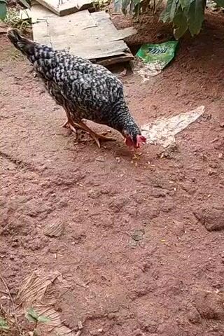 A chicken with black and white speckled feathers is pecking at grains scattered on red-brown earth. Behind the chicken are some pieces of wood, a green plastic bag, and some green foliage. There is also some litter on the ground.