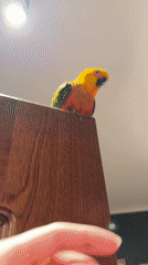 Khimki residents document pet parrot and plush toy collections