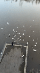 Bird feeding draws crowds on Salford waterway platform