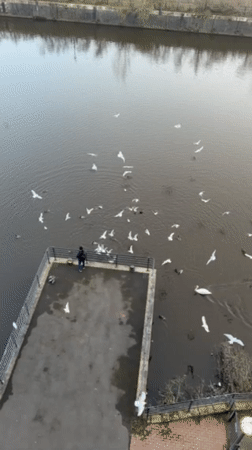 Bird feeding draws crowds on Salford waterway platform