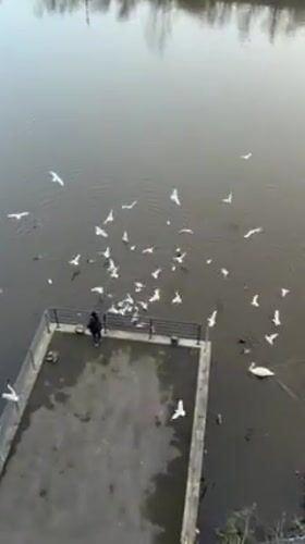 Bird feeding draws crowds on Salford waterway platform