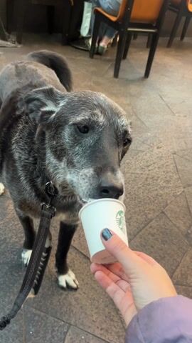 Here is a concise description of the video:

The video shows a graying dog standing on a patterned tile floor, drinking from a small white Starbucks cup held by a person. The person's hand, painted with dark teal nail polish, holds the cup steady for the dog. The dog, on a leash, is focused on drinking. In the background are other tables and chairs with people sitting at them, suggesting an indoor or covered outdoor cafe environment.