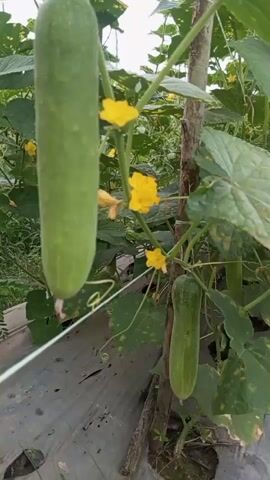The video shows a close-up view of a cucumber plant growing in a garden. The plant has large green leaves and yellow flowers. Several cucumbers are visible, hanging from vines. The cucumbers are green and appear to be unripe. The garden is covered with plastic sheeting, which is likely used for mulching. In the background, there are more cucumber plants and some palm trees. The video is shot from a low angle, looking up at the plant. The lighting is natural and appears to be daytime. The overall scene is peaceful and serene.