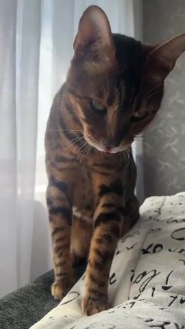 The video shows a Bengal cat sitting on a surface, likely a bed, next to a window with sheer white curtains. The cat is looking down, then licks its lips, then yawns widely, revealing its teeth. The cat then turns its head to look out the window. The lighting suggests daytime, with natural light filtering through the curtains. The cat's fur is a reddish-brown with distinct black stripes, characteristic of the Bengal breed.