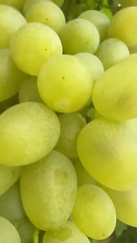 The video shows a close-up, panning view of several bunches of green grapes hanging from a vine. The grapes are plump and appear ripe, with a slight dusty bloom on their surface. The leaves of the grape vine are visible in the background, providing a green backdrop. The lighting suggests it is daytime, possibly outdoors in a vineyard. The camera moves smoothly, capturing the texture and abundance of the grapes. No people or other objects are visible in the frame.