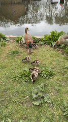 Egyptian geese family with goslings spotted near London canal