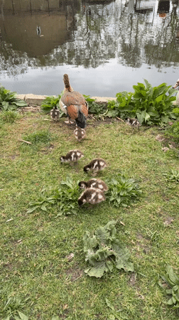 Egyptian geese family with goslings spotted near London canal