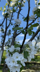 Woman enjoys spring blossoms during outdoor day in Chaikovsky
