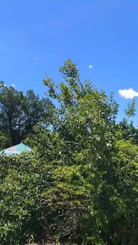 The video shows a view from a balcony or elevated position looking out over lush green trees. The sky is a bright, clear blue with a few small white clouds scattered across it. In the foreground, there is a tall, leafy tree with branches swaying slightly in the breeze. To the left, peeking out from behind the foliage, is the top of a large umbrella with a green and white patterned design. The overall impression is one of a sunny, pleasant day outdoors, likely in a natural or garden setting. The camera is stationary throughout the clip.