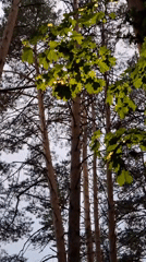 Woman explores forest boardwalk during rainy evening in Chaikovsky