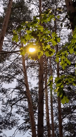 Woman explores forest boardwalk during rainy evening in Chaikovsky