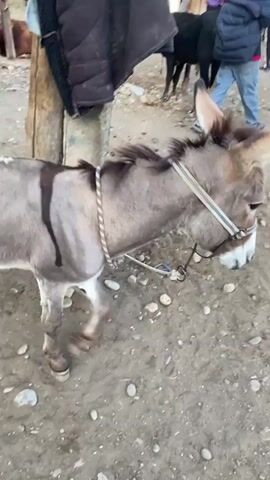 The video shows a gray donkey tied to a wooden pole in an outdoor market. The donkey is facing to the right and appears to be standing still. In the background, there are several people and other animals, including a black cow and a brown cow. The ground is covered in dirt and rocks. The overall atmosphere appears to be that of a livestock market.