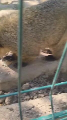 This is a close-up video of a coati, a small mammal native to Central and South America, foraging for food in an outdoor enclosure. The coati has a slender body, a long snout, and ringed tail (though the tail is not visible in this clip). It is brown and gray with darker markings on its face.

The coati is shown in its habitat, which appears to be a rocky, dirt-filled area with some sparse vegetation in the background. The ground is covered in small stones and dry soil. The coati is seen sniffing and eating small pieces of food, likely placed there as part of its diet. Its small, sharp claws are visible as it interacts with the food and the rocky surface.

The lighting suggests it is daytime, with sunlight casting shadows and highlighting the texture of the coati's fur and the surrounding environment. The video is framed with a green fence or barrier in the foreground, indicating that the coati is in a zoo or wildlife park. There is no visible text in the media file. The overall mood is peaceful, focusing on the animal's natural behavior of foraging. The location context provided is Dabnitsa, Bulgaria, which is unusual for a coati's native habitat, suggesting this animal is part of a zoological collection in Bulgaria.
