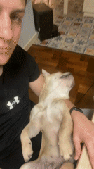 Person holds relaxed French Bulldog in Varna, Bulgaria