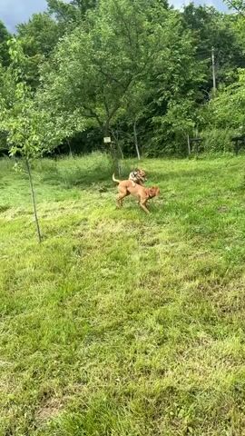 The video shows two dogs playing in a grassy area. One dog is a medium-sized breed with short, brown fur and a red collar. The other dog is smaller, with black and tan fur. The dogs are running around, jumping on each other, and biting each other playfully. The grassy area is surrounded by trees and other vegetation. The lighting suggests it is daytime.
