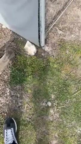The video shows a flock of chickens in an outdoor enclosure. The enclosure is made of a chain-link fence, part of which is covered with gray fabric. The ground is a mix of dirt, grass, and some rocks and sticks. The chickens are mostly brown, some with red heads, and they are moving around the enclosure. In the background, there is a wooden building with a red tiled roof and a bare tree. At the beginning of the video, the camera shows the lower portion of a person's body with their foot in a black and white sneaker and a wooden stake next to the fence. The video ends with a close-up of the chickens.