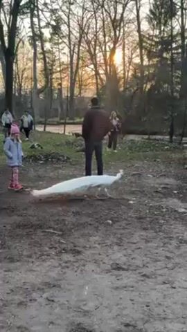 The video shows a white peacock in a park-like setting.  Several people are in the background, including a small girl in a pink hat, a man in a dark jacket, and a woman walking toward the camera. The peacock walks across the dirt ground, its long white tail dragging behind it.  The sun is setting, casting a golden light through the trees.  Another, darker bird is visible on the left side of the frame.  The people seem to be observing the peacock.