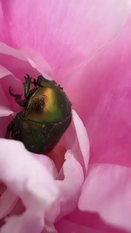 A close-up shot shows a green beetle with iridescent highlights nestled within the delicate pink petals of a flower. The beetle's legs are visible as it rests among the flower's stamens. The petals of the flower are a soft pink with lighter edges, and some are slightly unfurled, revealing the center. The lighting is soft, highlighting the textures of the beetle's exoskeleton and the flower's petals.