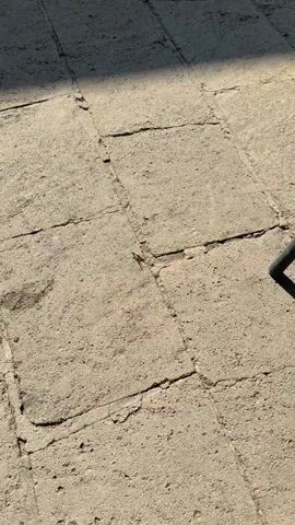 The video shows a close-up view of a paved surface, likely concrete or stone, with visible cracks and seams between the individual paving stones. The lighting suggests an outdoor environment, with a shadow from an unseen object cast across the upper left portion of the frame. A small, light-brown insect, possibly a grasshopper or cricket, is the central focus of the video. The insect is positioned on one of the paving stones, near a prominent crack that runs diagonally across the frame. The video is static, with no apparent movement of the camera or the surroundings, allowing for a detailed observation of the insect and its environment. The insect is still and appears to be resting or observing its surroundings.