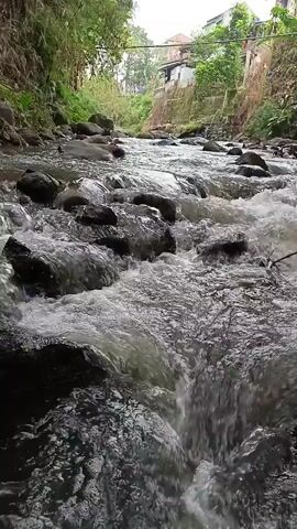 A low-angle shot captures a shallow, rocky stream flowing through a narrow, tree-lined gorge. The water is clear and white with foam, rushing over dark grey and black rocks of various sizes. Lush green foliage and bamboo line the left bank of the stream, while the right bank features a steep, brown earth embankment with scattered green vegetation and a few buildings with reddish-brown roofs visible at the top. The sky is overcast, casting a soft, diffused light on the scene. The camera appears to be stationary.