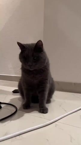 A grey cat sits on a tiled floor. The cat has one eye and is looking at the camera. There are white and black cables on the floor. The cat blinks its eye and sticks out its tongue.