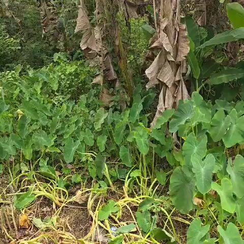The video shows a patch of lush green plants, primarily taro plants with large, heart-shaped leaves, growing in a somewhat overgrown area. Some dry, brown leaves and stalks are visible, suggesting a natural or semi-natural environment. There are also elements that appear to be banana trees or similar large-leaved plants in the background. The ground is covered with a mix of soil, dry plant matter, and some sparse green vegetation. The overall scene is one of dense foliage in what looks like a tropical or subtropical setting.
