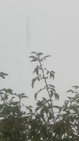 The video captures a close-up view of thorny plant branches with green leaves and some small buds against a hazy, overcast sky. The camera is positioned below the branches, looking upwards. The branches appear to be swaying gently, possibly due to a light breeze. The overall atmosphere is subdued and natural, with a focus on the textures and forms of the plant life.