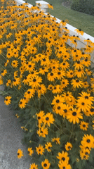 Black-eyed Susans in full bloom along a picket fence