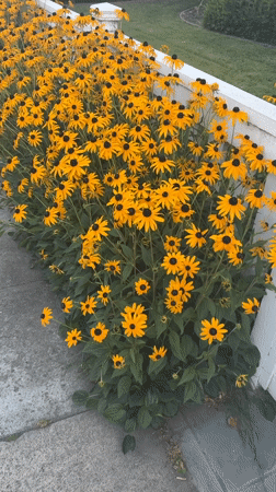 Black-eyed Susans in full bloom along a picket fence