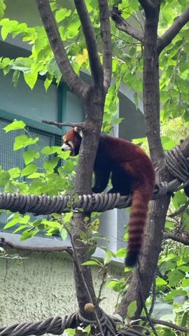 A red panda is perched on a thick rope in a tree, its bushy tail hanging down. The panda is facing left, with its mouth slightly open. Green leaves and branches surround the animal. In the background, a building with a window is visible.