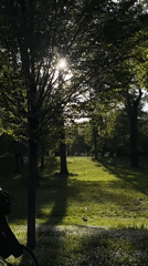 Afternoon sunlight captured in Novi Sad park