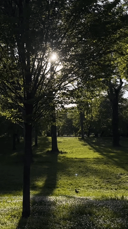 Afternoon sunlight captured in Novi Sad park