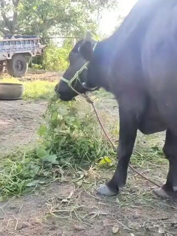 A black cow with a green halter is eating a pile of grass. The cow is tied to a stake with a rope. In the background, there is a trailer with tires and trees. The ground is dirt and grass.